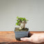 Olive Bonsai 1252 - Bonsaify