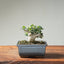 Olive Bonsai 1252 - Bonsaify