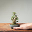 Olive Bonsai 1253 - Bonsaify