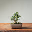 Olive Bonsai 1254 - Bonsaify