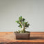 Olive Bonsai 1254 - Bonsaify