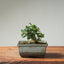 Olive Bonsai 1255 - Bonsaify