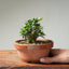 Olive Bonsai 1256 - Bonsaify