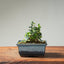 Olive Bonsai 1257 - Bonsaify