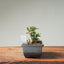 Olive Bonsai 1258 - Bonsaify