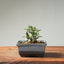 Olive Bonsai 1258 - Bonsaify