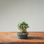 Olive Bonsai 1259 - Bonsaify