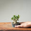 Olive Bonsai 1259 - Bonsaify