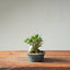 Olive Bonsai 1259 - Bonsaify
