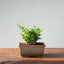 Olive Bonsai 908 - Bonsaify