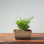 Olive Bonsai 908 - Bonsaify