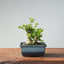 Olive Bonsai 909 - Bonsaify