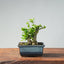 Olive Bonsai 909 - Bonsaify