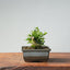 Olive Bonsai 910 - Bonsaify