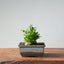 Olive Bonsai 910 - Bonsaify