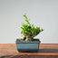 Olive Bonsai 914 - Bonsaify