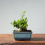 Olive Bonsai 914 - Bonsaify