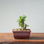 Olive Bonsai 917 - Bonsaify