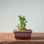 Olive Bonsai 917 - Bonsaify