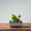 Olive Bonsai 918 - Bonsaify