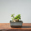 Olive Bonsai 918 - Bonsaify