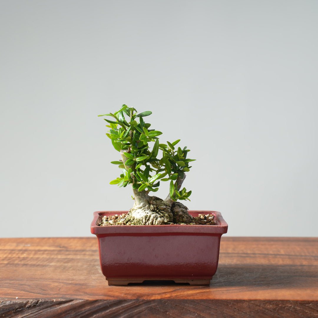 olive tree bonsai indoor Olive Bonsai #919 – Bonsaify
