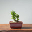 Olive Bonsai 919 - Bonsaify
