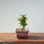 Olive Bonsai 919 - Bonsaify
