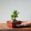 Olive Bonsai 919 - Bonsaify