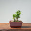 Olive Bonsai 919 - Bonsaify