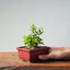 Olive Bonsai 920 - Bonsaify