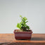 Olive Bonsai 920 - Bonsaify