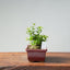 Olive Bonsai 920 - Bonsaify