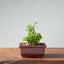 Olive Bonsai 920 - Bonsaify