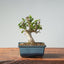 Olive Bonsai 924 - Bonsaify