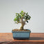 Olive Bonsai 924 - Bonsaify