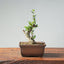 Olive Bonsai 925 - Bonsaify