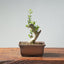 Olive Bonsai 925 - Bonsaify