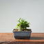 Olive Bonsai 927 - Bonsaify