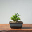 Olive Bonsai 927 - Bonsaify