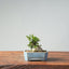 Olive Bonsai 929 - Bonsaify