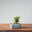 Olive Bonsai 929 - Bonsaify
