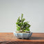 Olive Bonsai 934 - Bonsaify
