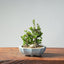 Olive Bonsai 934 - Bonsaify