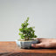 Olive Bonsai 934 - Bonsaify