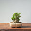 Olive Bonsai 935 - Bonsaify
