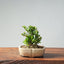 Olive Bonsai 935 - Bonsaify