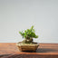 Olive Bonsai 938 - Bonsaify