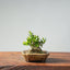 Olive Bonsai 938 - Bonsaify