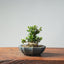 Olive Bonsai 939 - Bonsaify